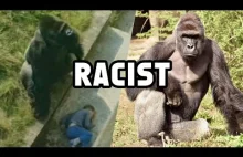 Festiwal rasizmu na Twitterze w związku z zastrzeleniem goryla w zoo.