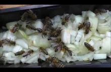 Dlaczego pszczoły uwielbiają surową...