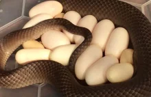 W Australii kobieta znalazła jadowitego węża za lodówką w kuchni. [eng]