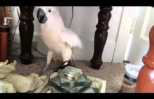 Papuga odkrywa że zabierają ją do weterynarza