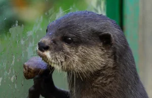 When These Cute Otters Get Hungry, Their Reaction Is Priceless