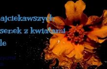 7 najciekawszych piosenek z kwiatami w tle - Muzyczna Lista