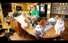 Kobieta i jej 1100 kotów...