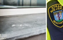 Wciągali amfetaminę z parapetu Straży Miejskiej w Bełchatowie