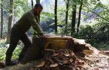 Kolejne dwie puszcze pożera gorączka drewna Lasów Państwowych, Bukowa i Karpacka