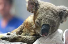 Pożary w Australii: Koala australijska może być gatunkiem funkcjonalnie wymarłym