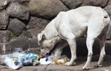 Bezpańskie psy zagryzły sześcioro dzieci w Indiach. Najmłodsze miało 5 lat