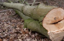 Sejm zaostrzył prawo dotyczące wycinki drzew