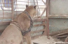 Puma żyjąca 20 lat w Pick-upie odzyskuje wolność