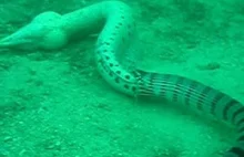 Podmorskie starcie morskiego węża z mureną.