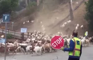 Antypożarowe kozy
