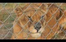 Uwolnione z niewoli lwy po raz pierwszy widzą sawannę