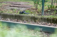 Śmiertelne potrącenie pieszego na Dietla. "Makabryczny wypadek"