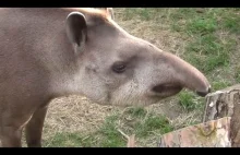 Uśmiech tapira