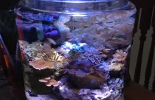 Niezwykła rafa koralowa