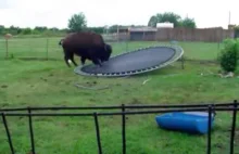 Bizon i trampolina.