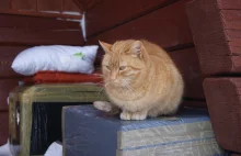 Zakopane: Poznaj historię kota, który zamieszkał na przystanku