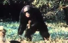 Trollowanie szympansów, czyli sztuczny lampart.