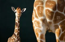 The first baby giraffe at the zoo in 2012 | Best of photos