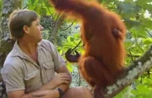 Steve Irwin dzieli chwilę z orangutanem i jej dzieckiem.