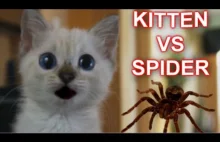 Kot vs pająk