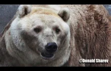 Niedźwiedź brunatny 4K
