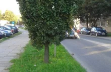 Słupsk: Drzewo na ul. Piłsudskiego zasłania przejście dla pieszych