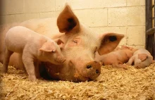 Ministerstwo Sprawiedliwości: 3 lata za ubój świni bez zgłoszenia!