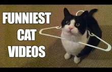 Bez kotów nie byłoby internetów. Podsumowanie 2016 roku