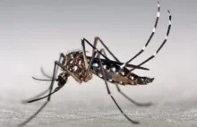 FDA zezwoliła na walkę z Ziką z pomocą genetycznie zmodyfikowanych komarów
