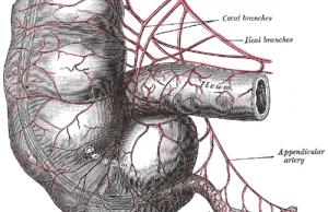 10 niezwykłych części naszego ciała, które uwielbiał Darwin