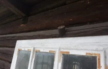 Pocisk artyleryjski w ścianie drewnianego domu