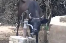 Spragniona krowa obsługuje pompe z wodą :)