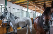 ​Ogromna strata w słynnej stadninie koni arabskich