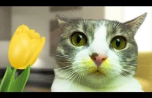 Cutest Cats Smelling Flower...