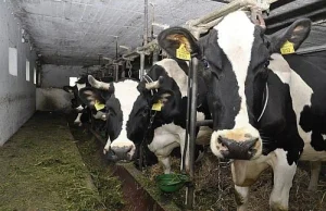 Polska zapłaci (kolejną) karę za produkcję mleka