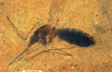 Odkryto ślady krwi sprzed 46 mln lat w żołądku skamieniałego komara