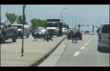 Gęś atakuje mężczyznę na autostradzie