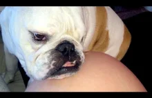 Dog Protects Pregnant Women Compilation