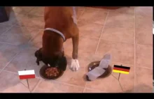 Pies Nelson przewiduje wynik Polska vs Niemcy|Poland vs Germany Euro 2016