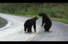 Walczące niedźwiedzie grizzly