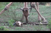Rzadkie nagranie stada żyraf żywiącego się szkieletem bawoła!