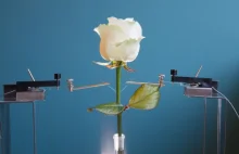 Naukowcy stworzyli różę cyborga [ENG]
