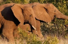 W zeszłym roku w Afryce kłusownicy zabili dziesiątki tysięcy słoni