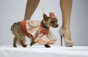 Świat się kończy - pokazy mody dla psów