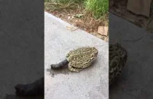 srająca żaba
