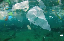 99% ptaków morskich będzie jadła plastik aż do 2050