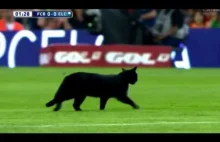 Kot przerywa grę na Camp Nou