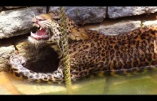 Ratowanie leoparda uwięzionego w studni