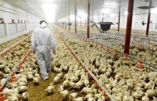 Rolnictwo: unijny zakaz faszerowania antybiotykami zdrowych zwierząt